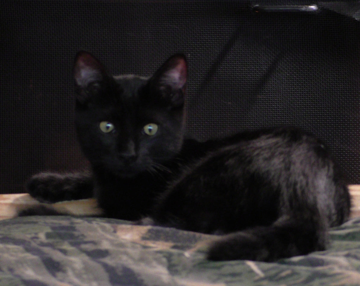 Zippy the Cat's New Home!