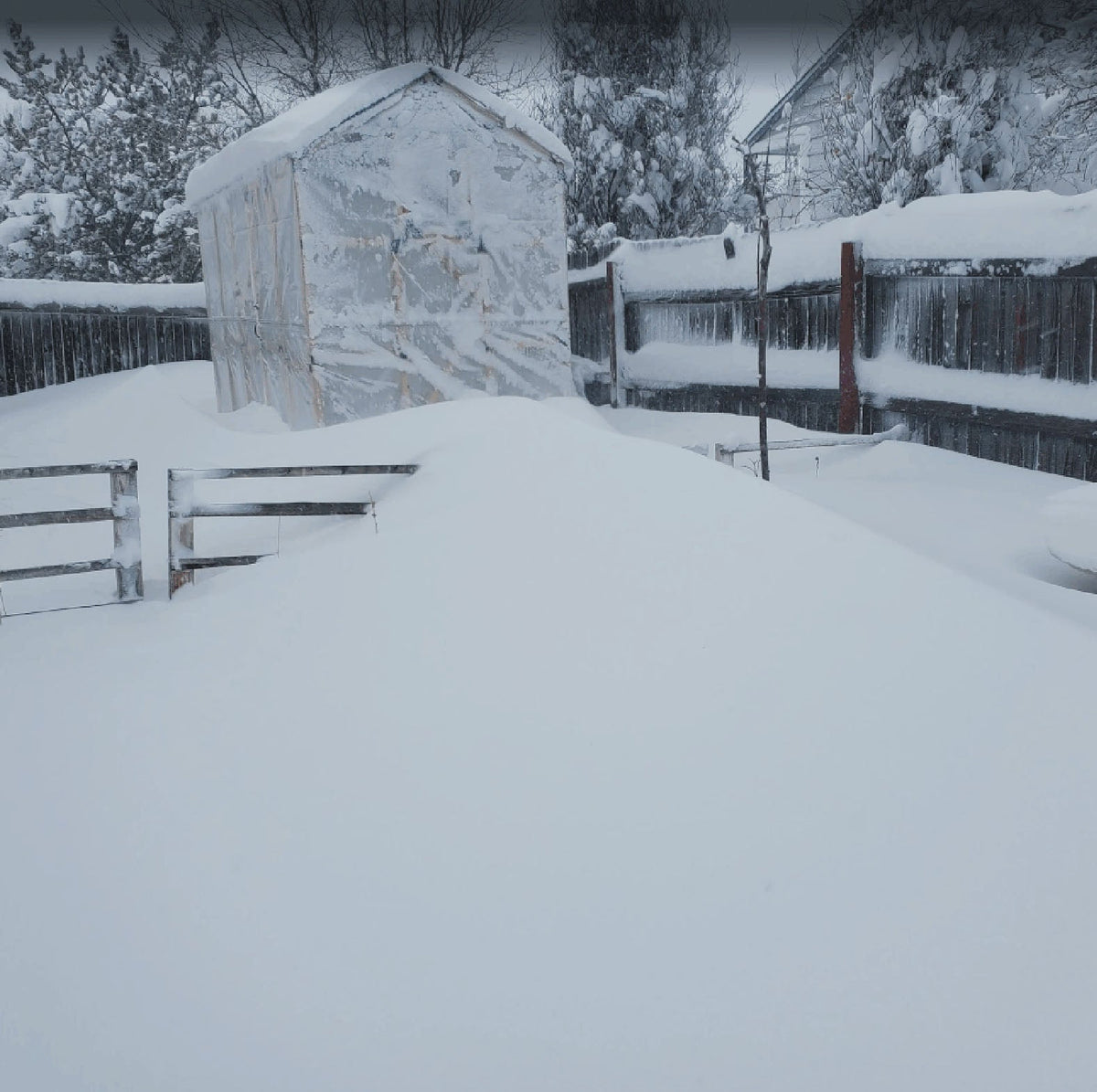 Tiny Greenhouse Weathers the Storm!