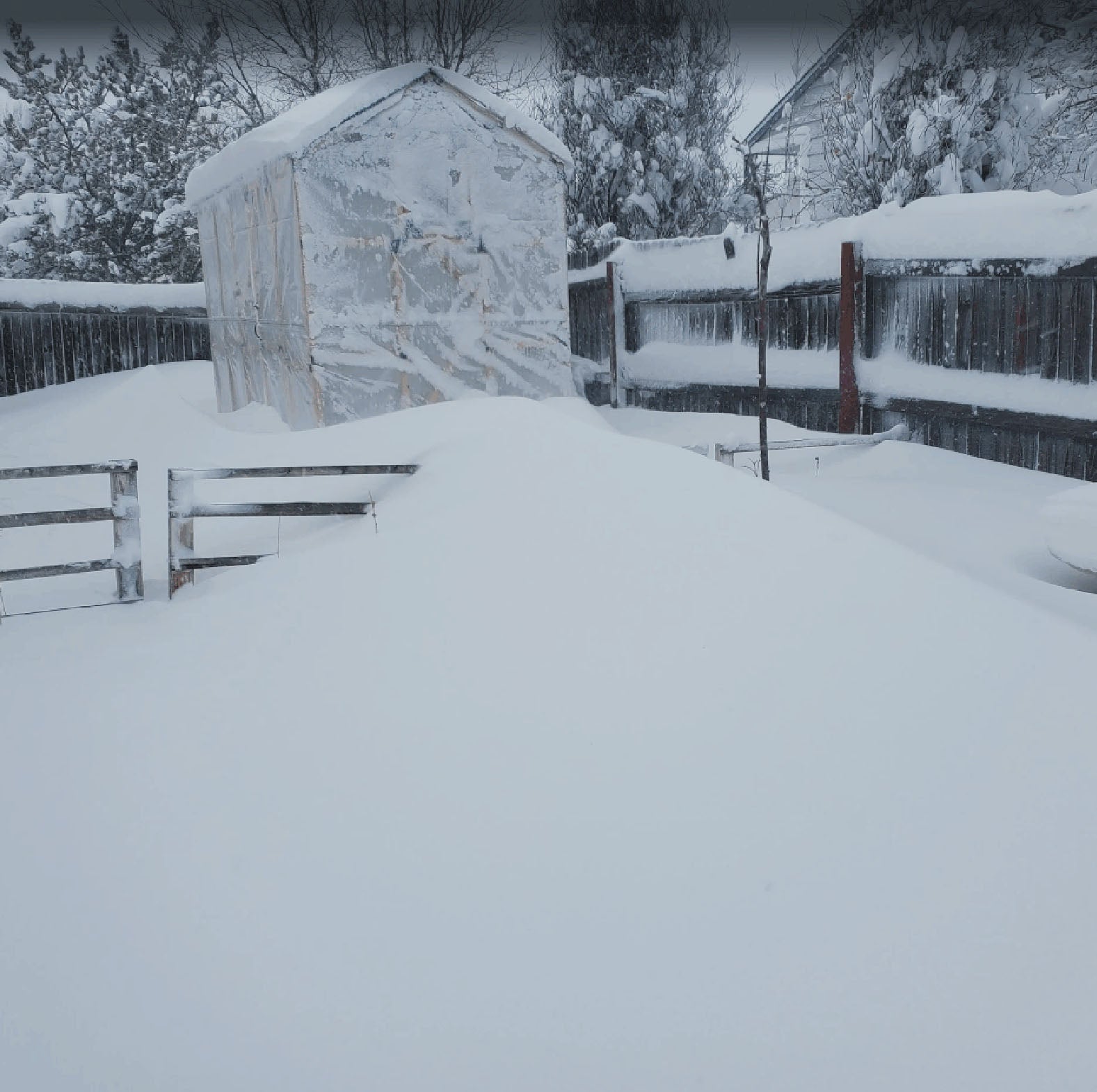 Tiny Greenhouse Weathers the Storm!